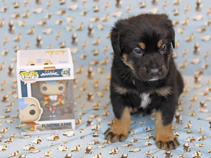 chinook puppy